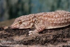 Bibrons Dickfingergecko, Chondrodactylus Bibronii 5 Bibrons Dickfingergecko, Chondrodactylus Bibronii -Heimtierbedarf Bibrons Dickfingergecko Chondrodactylus bibronii 2