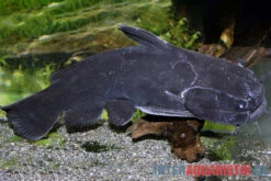 Black Catfish, Trachycorystes Trachycorystes