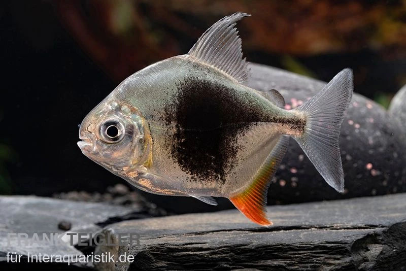 Blackberry Silver Dollar, Myleus Sp. Blackberry 4 Blackberry Silver Dollar, Myleus Sp. Blackberry – Bild 2