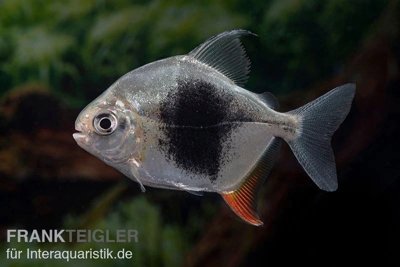 Blackberry Silver Dollar, Myleus Sp. Blackberry 3 Blackberry Silver Dollar, Myleus Sp. Blackberry