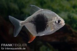 Blackberry Silver Dollar, Myleus Sp. Blackberry 12 Blackberry Silver Dollar, Myleus Sp. Blackberry -Heimtierbedarf Blackberry Silver Dollar Myleus sp Blackberry 3