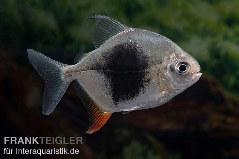 Blackberry Silver Dollar, Myleus Sp. Blackberry 5 Blackberry Silver Dollar, Myleus Sp. Blackberry – Bild 3