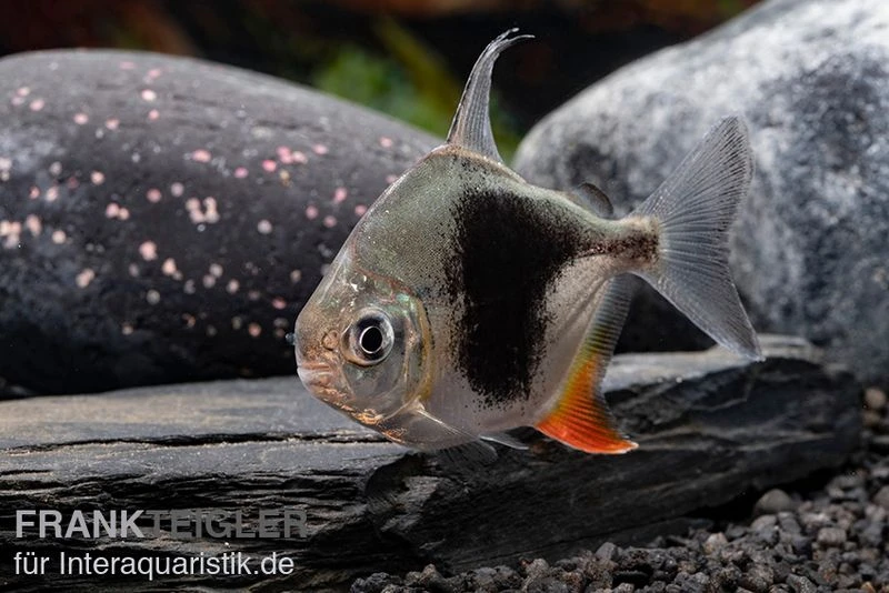 Blackberry Silver Dollar, Myleus Sp. Blackberry 6 Blackberry Silver Dollar, Myleus Sp. Blackberry – Bild 4