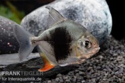 Blackberry Silver Dollar, Myleus Sp. Blackberry 14 Blackberry Silver Dollar, Myleus Sp. Blackberry -Heimtierbedarf Blackberry Silver Dollar Myleus sp Blackberry 5