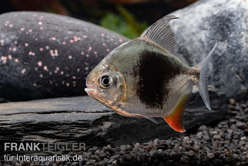 Blackberry Silver Dollar, Myleus Sp. Blackberry 8 Blackberry Silver Dollar, Myleus Sp. Blackberry – Bild 6