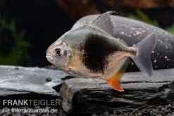 Blackberry Silver Dollar, Myleus Sp. Blackberry 16 Blackberry Silver Dollar, Myleus Sp. Blackberry -Heimtierbedarf Blackberry Silver Dollar Myleus sp Blackberry 7