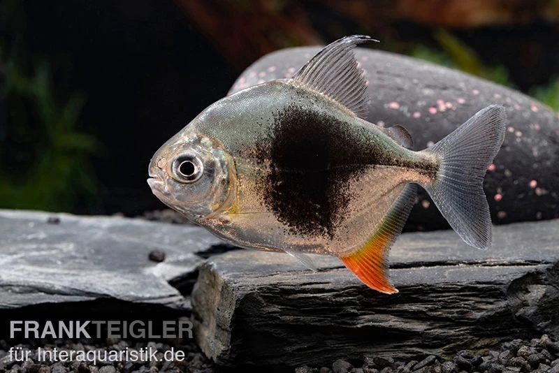 Blackberry Silver Dollar, Myleus Sp. Blackberry 9 Blackberry Silver Dollar, Myleus Sp. Blackberry – Bild 7