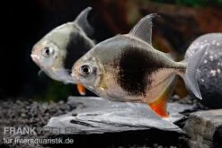 Blackberry Silver Dollar, Myleus Sp. Blackberry 17 Blackberry Silver Dollar, Myleus Sp. Blackberry -Heimtierbedarf Blackberry Silver Dollar Myleus sp Blackberry 8