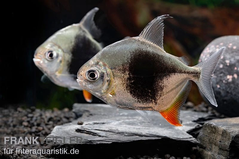 Blackberry Silver Dollar, Myleus Sp. Blackberry 10 Blackberry Silver Dollar, Myleus Sp. Blackberry – Bild 8