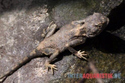 Blasse Wüstenagame, Trapelus Pallidus -Heimtierbedarf Blasse Wuestenagame Trapelus pallidus 3