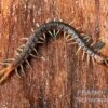Blaubeiniger Hundertfüßer, Scolopendra Cf. Valida "Blue Legs Westafrica"