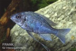 Blauer Fadenmaulbrüter, Ophthalmotilapia Ventralis