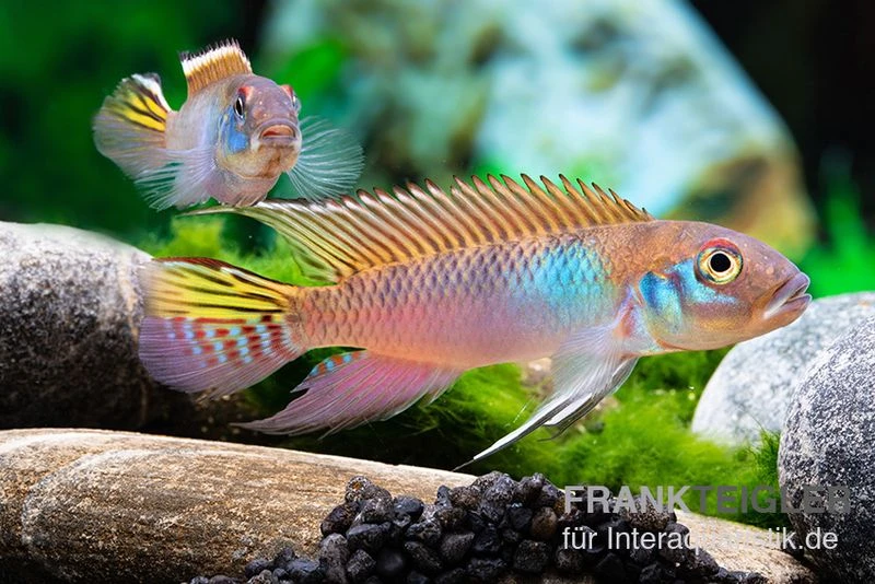 Blauer Kongocichlide, Nanochromis Parilus 4 Blauer Kongocichlide, Nanochromis Parilus – Bild 2