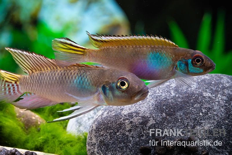 Blauer Kongocichlide, Nanochromis Parilus 5 Blauer Kongocichlide, Nanochromis Parilus – Bild 3