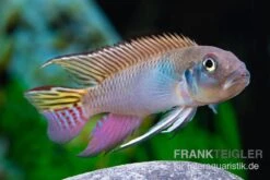 Blauer Kongocichlide, Nanochromis Parilus 10 Blauer Kongocichlide, Nanochromis Parilus -Heimtierbedarf Blauer Kongocichlide Nanochromis parilus 1 Paar 4