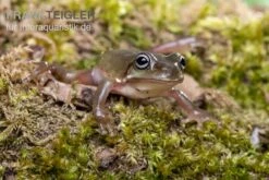 Blauer Korallenfinger-Laubfrosch, Litoria Caerulea -Heimtierbedarf Blauer Korallenfinger Laubfrosch Litoria caerulea 03