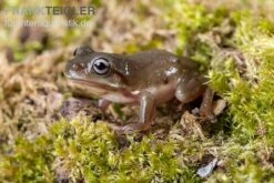 Blauer Korallenfinger-Laubfrosch, Litoria Caerulea -Heimtierbedarf Blauer Korallenfinger Laubfrosch Litoria caerulea 04