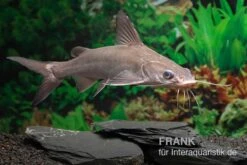 Blauer Minihai, Arius Graeffei