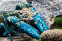 Blauer Papua-Flusskrebs, Cherax Communis -Heimtierbedarf Blauer Papua Flusskrebs Cherax communis adult 3