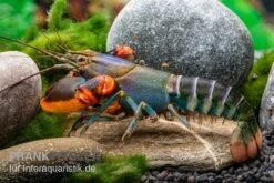 Blauer Rotscheren-Tigerkrebs, Cherax Alyciae "Blue Kong Red Claw" -Heimtierbedarf Blauer Rotscheren Tigerkrebs Cherax alyciae Blue Kong Red Claw 3