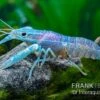 Blauer Rotscherenkrebs, Cherax Quadricarinatus 1 Blauer Rotscherenkrebs, Cherax Quadricarinatus -Heimtierbedarf Blauer Rotscherenkrebs Cherax quadricarinatus neu 1