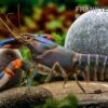 Blauer Tigerkrebs, Cherax Alyciae „Blue Kong“ 1 Blauer Tigerkrebs, Cherax Alyciae „Blue Kong“ -Heimtierbedarf Blauer Tigerkrebs Cherax alyciae Blue Kong 2