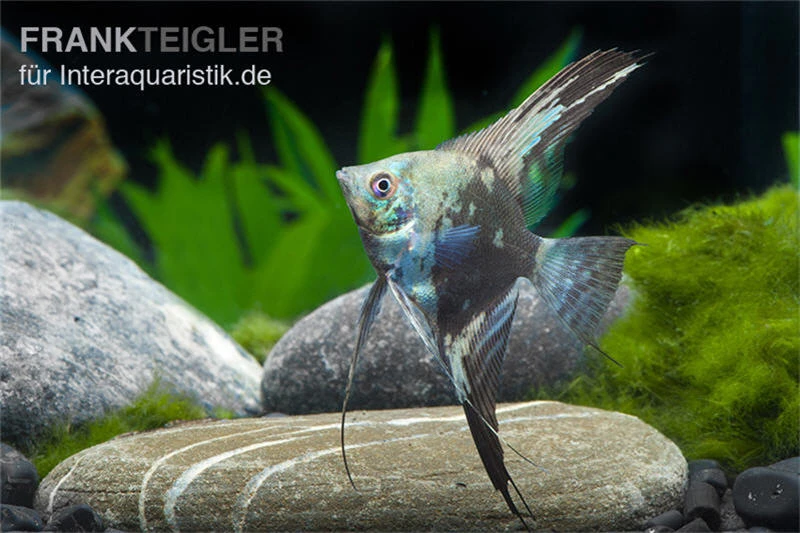 Blauer Leopard-Skalar, Pterophyllum Scalare Blau Leopard, DNZ 3 Blauer Leopard-Skalar, Pterophyllum Scalare Blau Leopard, DNZ