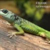 Blaugrüner Barbadosanolis, Anolis Extremus -Heimtierbedarf Blaugruener Barbadosanolis Anolis extremus Paar 1