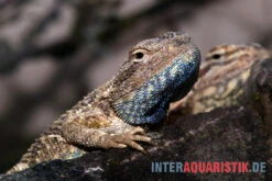 Blaukehl-Agame, Trapelus Savignii