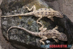 Blaukehl-Agame, Trapelus Savignii -Heimtierbedarf Blaukehl Agame Trapelus savignii 3