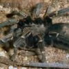 Blaustrahlige Riesenvogelspinne, Pamphobeteus Nigricolor 1 Blaustrahlige Riesenvogelspinne, Pamphobeteus Nigricolor -Heimtierbedarf Blaustrahlige Riesenvogelspinne Pamphobeteus nigricolor