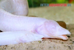 Blinder Stachelaal, Caecomasta­cembelus Brichardi