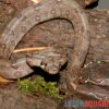 Boa Constrictor Imperator DNZ -Heimtierbedarf Boa constrictor imperator DNZ 1
