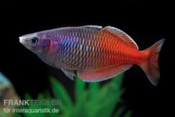 Boesemans Regenbogenfisch Rot, Melanotaenia Boesemani RED, DNZ 9 Boesemans Regenbogenfisch Rot, Melanotaenia Boesemani RED, DNZ -Heimtierbedarf Boesemans Regenbogenfisch RED Melanotaenia boesema 1