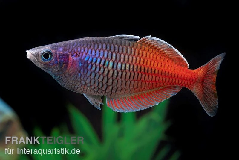 Boesemans Regenbogenfisch Rot, Melanotaenia Boesemani RED, DNZ 5 Boesemans Regenbogenfisch Rot, Melanotaenia Boesemani RED, DNZ – Bild 3