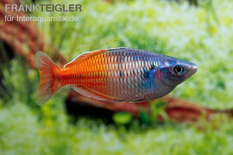 Boesemans Regenbogenfisch Rot, Melanotaenia Boesemani RED, DNZ 4 Boesemans Regenbogenfisch Rot, Melanotaenia Boesemani RED, DNZ – Bild 2