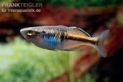 Boesemans Regenbogenfisch Rot, Melanotaenia Boesemani RED, DNZ 11 Boesemans Regenbogenfisch Rot, Melanotaenia Boesemani RED, DNZ -Heimtierbedarf Boesmans Regenbogenfisch rot 3