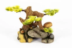 Aquatlantis Bonsai Auf Stein