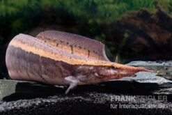 Borneo-Stachelaal, Macrognathus Cf. Tapirus -Heimtierbedarf Borneo Stacheaal Macrognathus cf tapirus 14