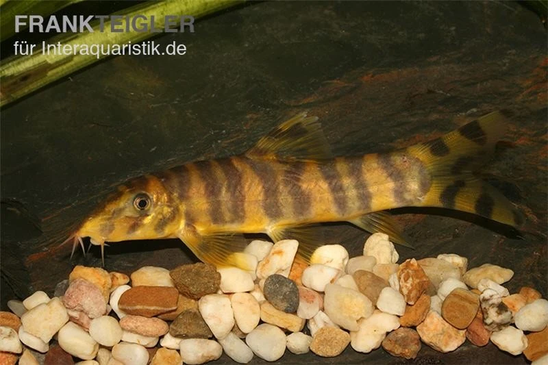 Kaiser Prachtschmerle, Botia Udomritthiruji 3 Kaiser Prachtschmerle, Botia Udomritthiruji