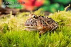 Brasilianischer Schmuckhornfrosch, Ceratophrys Aurita -Heimtierbedarf Brasilianischer Schmuckhornfrosch Ceratophrys aurita 1