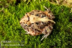 Brasilianischer Schmuckhornfrosch, Ceratophrys Aurita -Heimtierbedarf Brasilianischer Schmuckhornfrosch Ceratophrys aurita 2