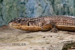 Braune Schildechse, Gerrhosaurus Major -Heimtierbedarf Braune Schildechse Gerrhosaurus major 1