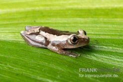 Brauner Bananenfrosch, Afrixalus Dorsalis -Heimtierbedarf Brauner Bananenfrosch Afrixalus dorsalis 2