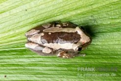 Brauner Bananenfrosch, Afrixalus Dorsalis -Heimtierbedarf Brauner Bananenfrosch Afrixalus dorsalis 3