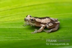 Brauner Bananenfrosch, Afrixalus Dorsalis -Heimtierbedarf Brauner Bananenfrosch Afrixalus dorsalis 4