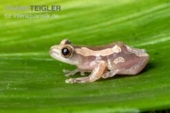 Brauner Bananenfrosch, Afrixalus Dorsalis -Heimtierbedarf Brauner Bananenfrosch Afrixalus dorsalis 5