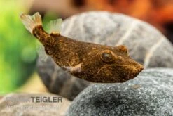 Brauner Kugelfisch, Tetraodon Miurus 9 Brauner Kugelfisch, Tetraodon Miurus -Heimtierbedarf Brauner Kugelfisch Tetraodon miurus 2