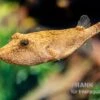 Brauner Kugelfisch, Tetraodon Miurus -Heimtierbedarf Brauner Kugelfisch Tetraodon miurus 4
