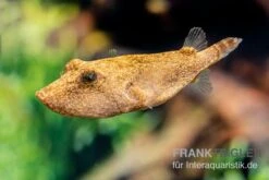 Brauner Kugelfisch, Tetraodon Miurus